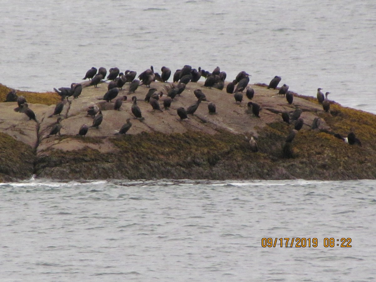 Cormoran à aigrettes - ML177585891