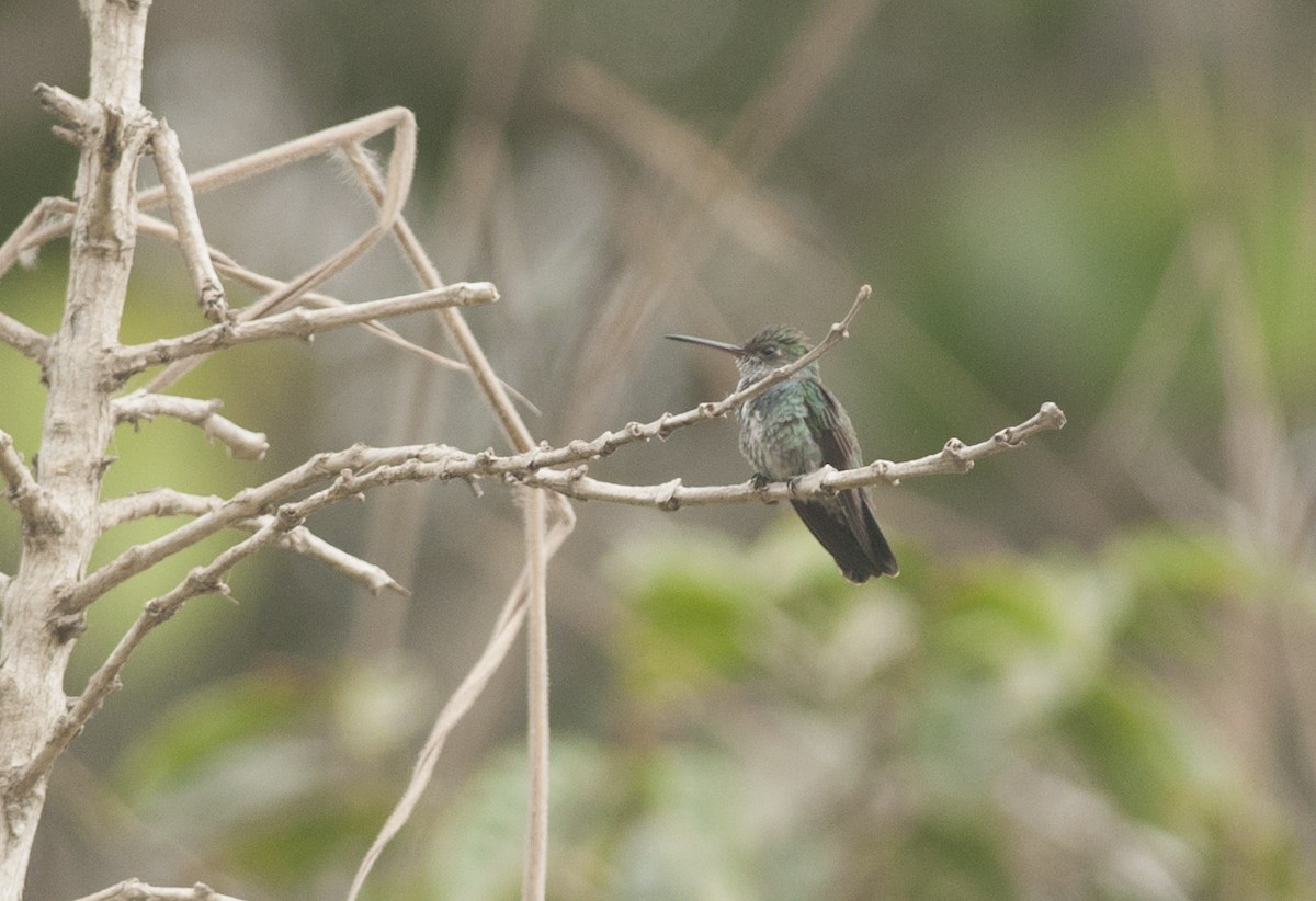 kolibřík safírový - ML177586291