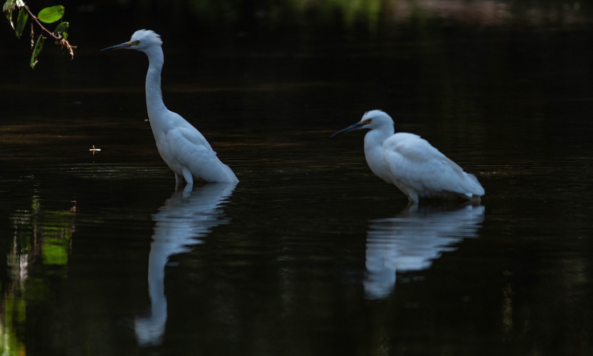 Snowy Egret - ML177586431