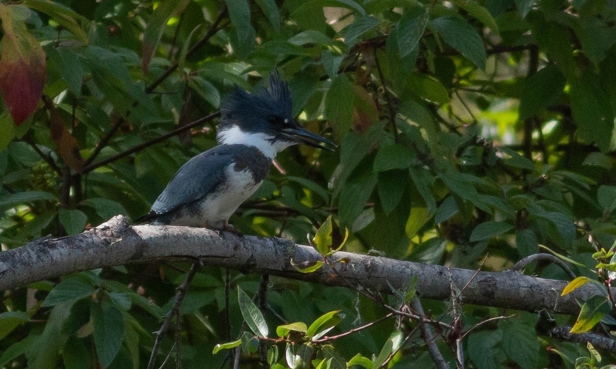 Martin-pêcheur d'Amérique - ML177586611