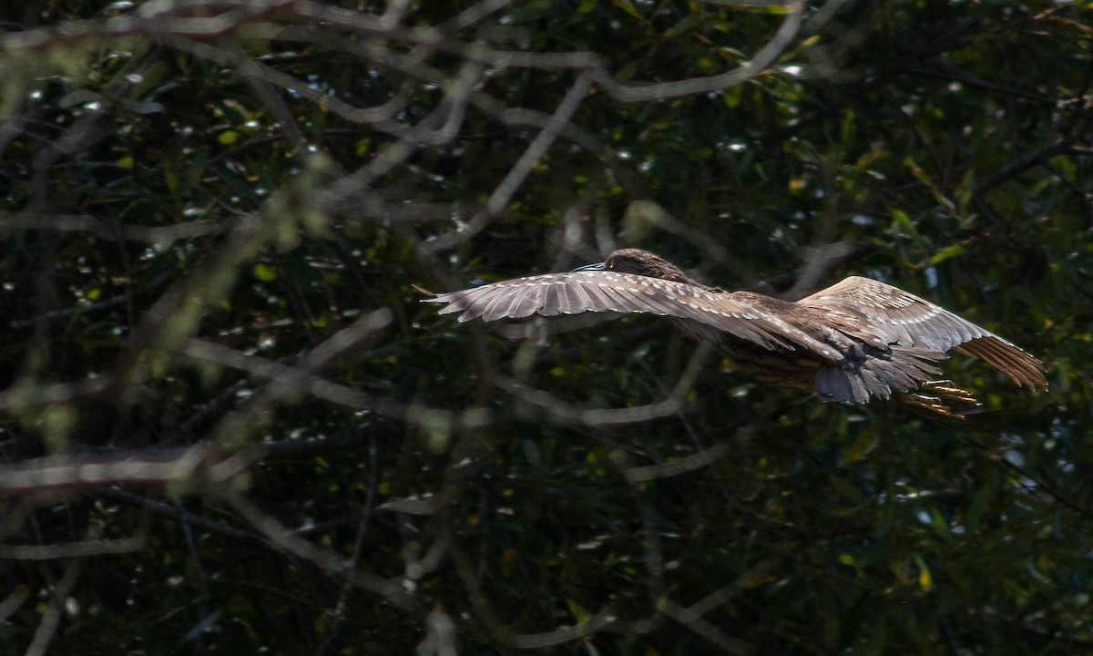 Black-crowned Night Heron - ML177586721