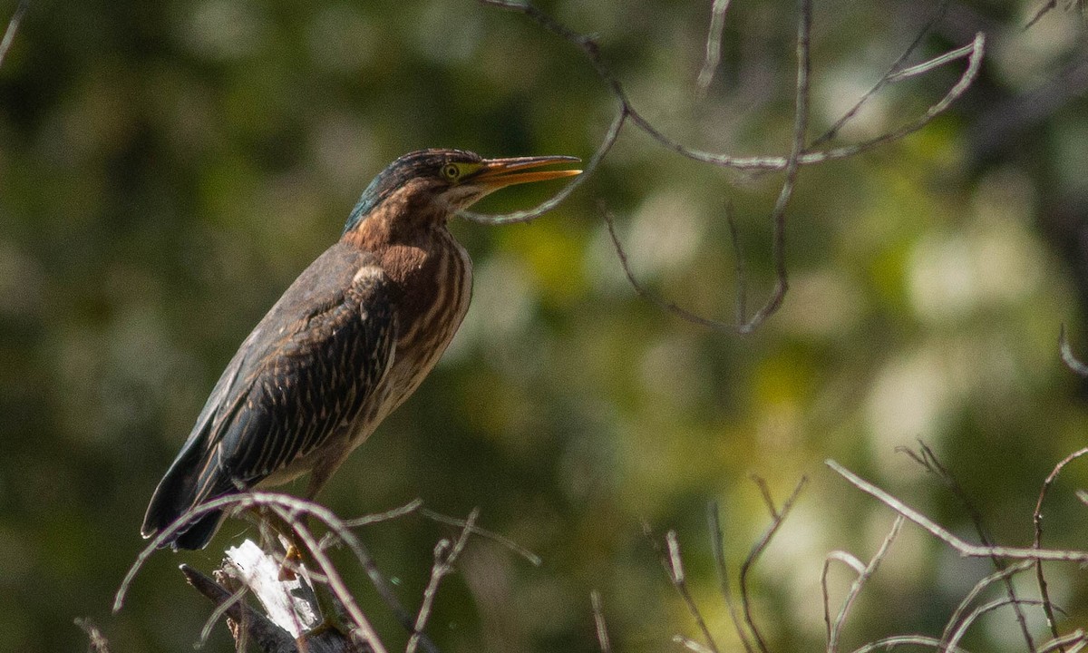 Green Heron - ML177586941