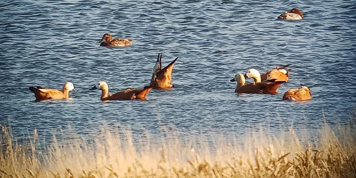 Ruddy Shelduck - Mikel García