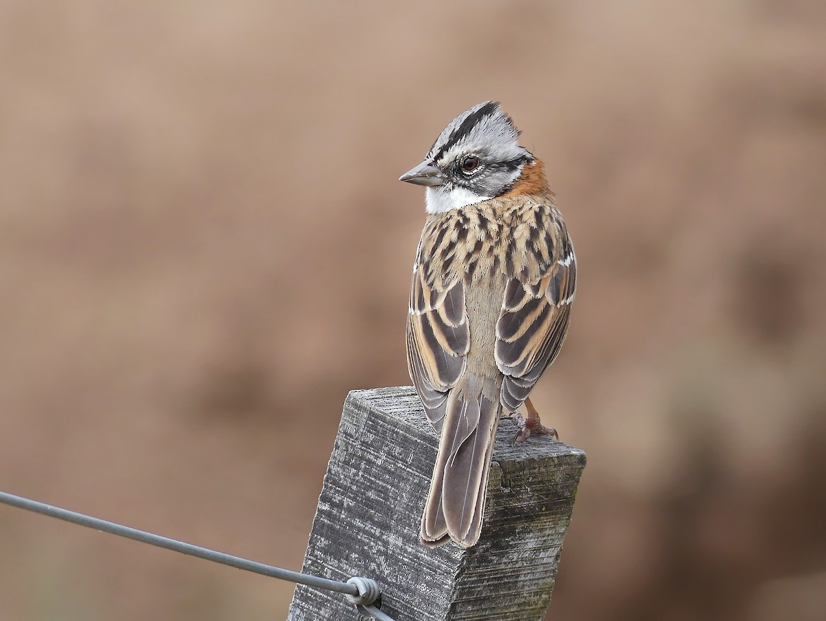 Rufous-collared Sparrow - ML177588881