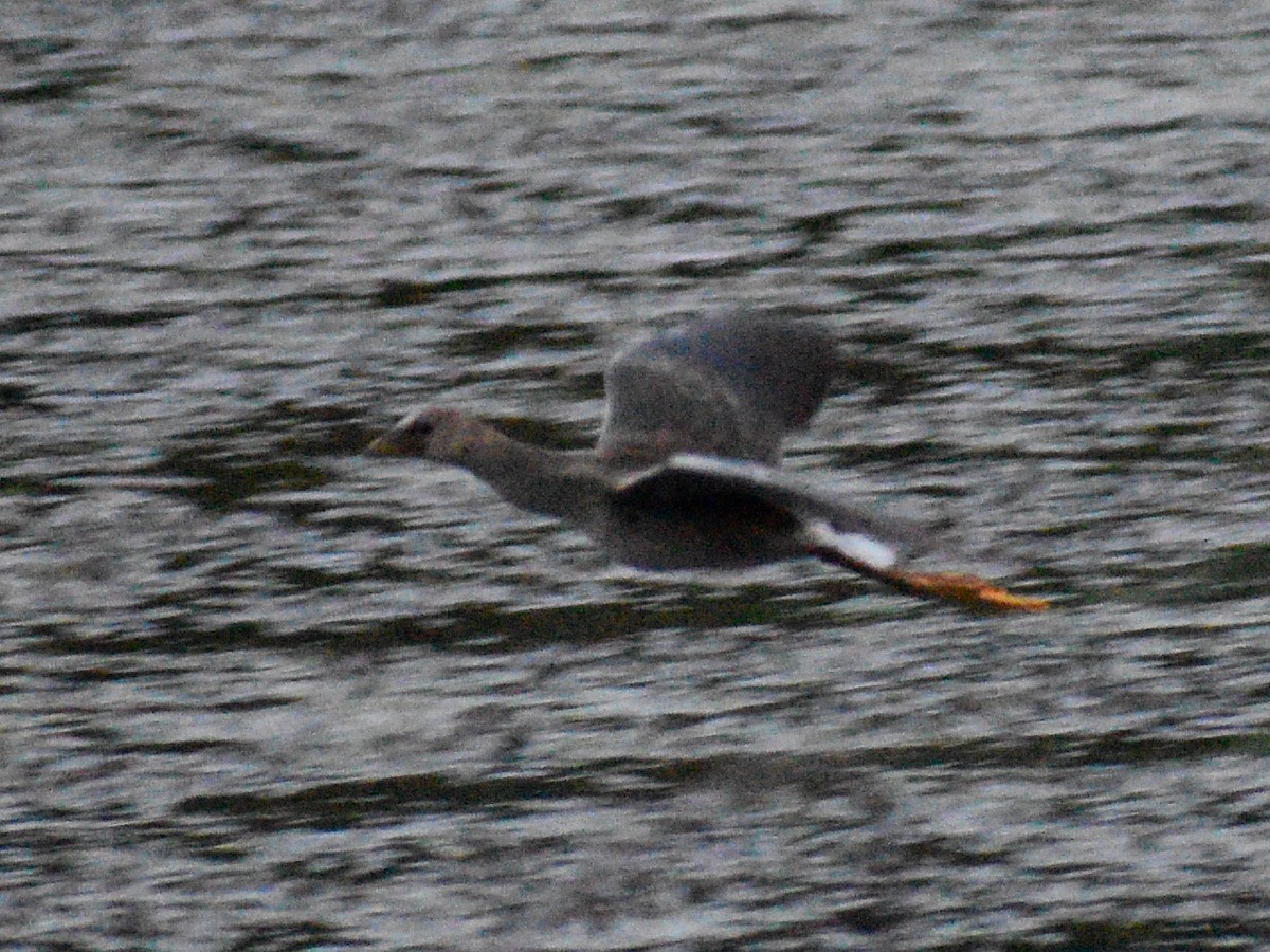 Purple Gallinule - ML177589561