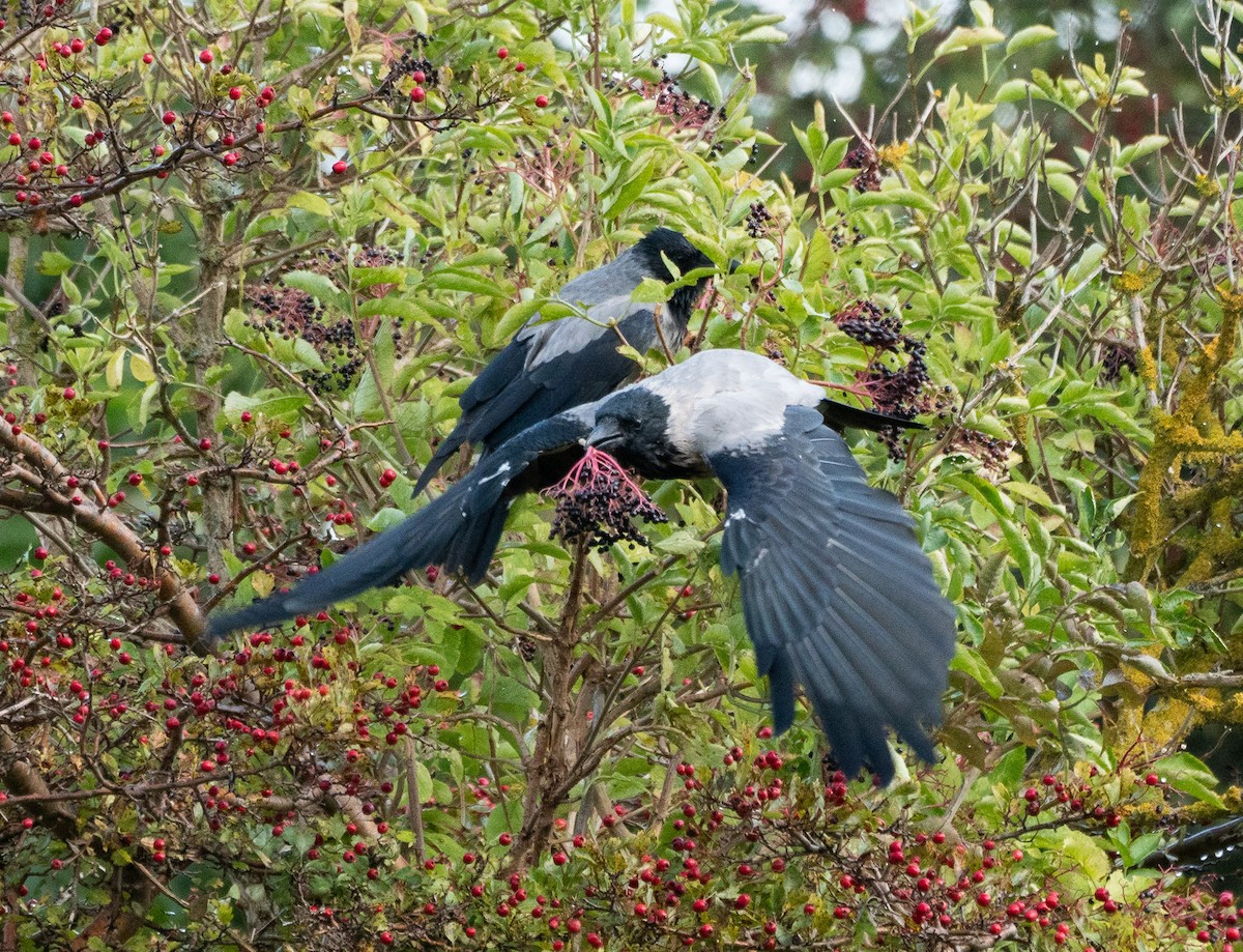 Hooded Crow - ML177590191