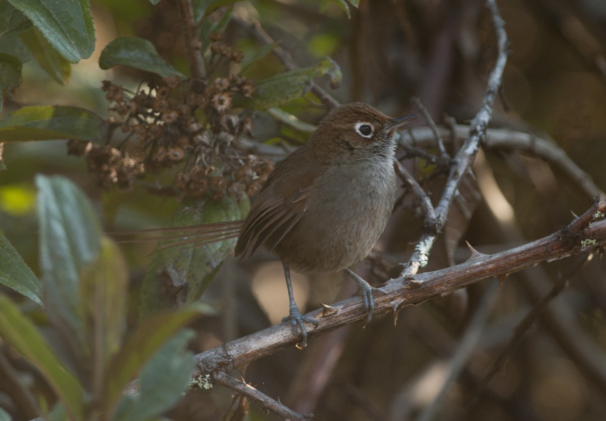 Eye-ringed Thistletail - Giselle Mangini