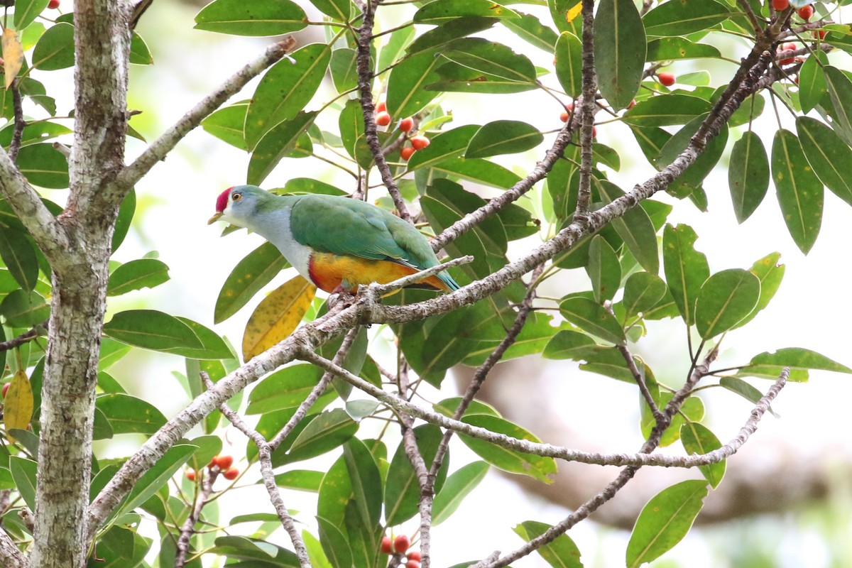 Beautiful Fruit-Dove - ML177592381