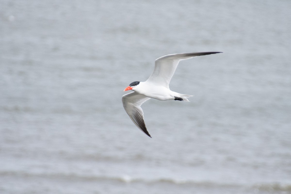 Caspian Tern - Angela MacDonald