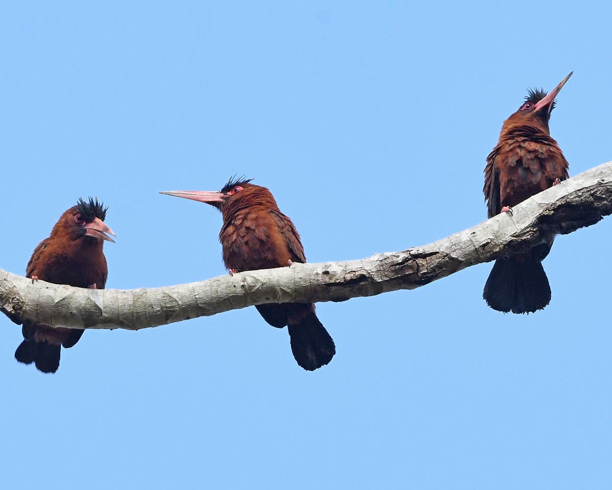 Purus Jacamar - ML177593641