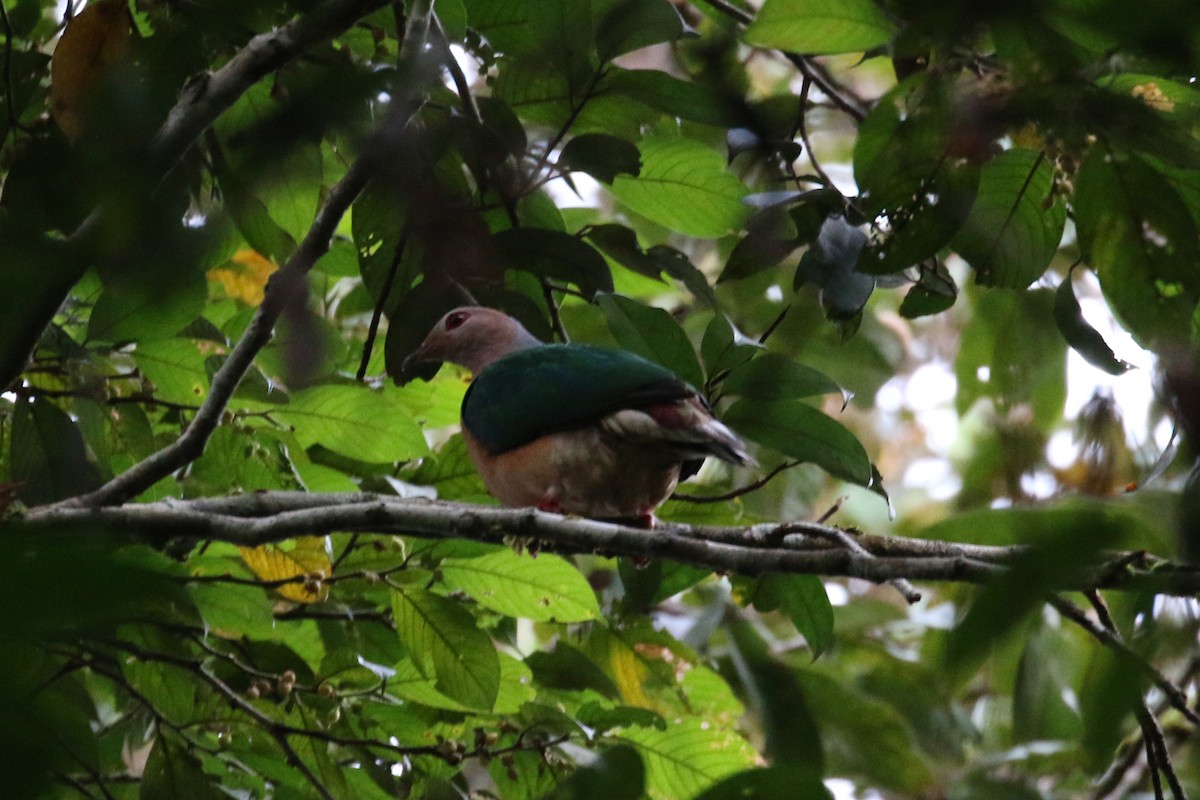 Purple-tailed Imperial-Pigeon - ML177594211