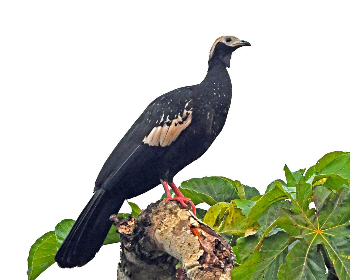 Blue-throated Piping-Guan - ML177594321