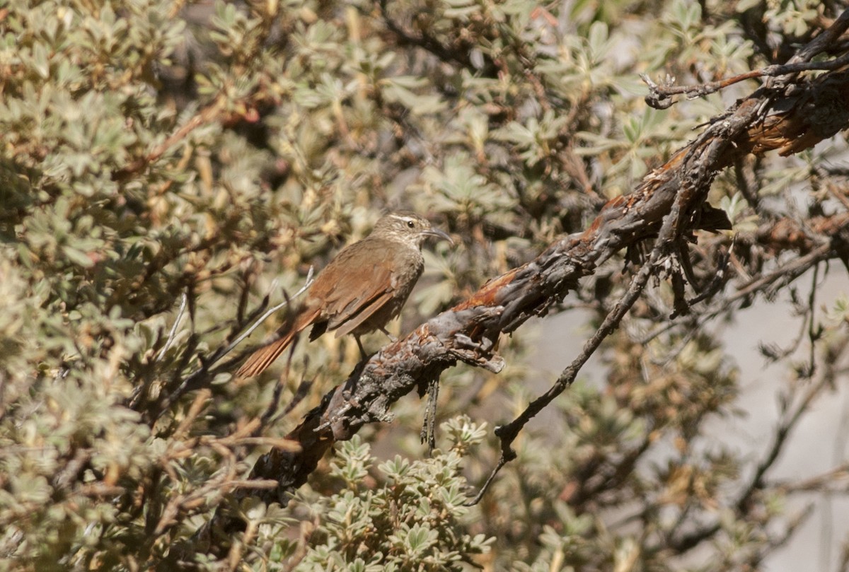 Striated Earthcreeper - ML177594411