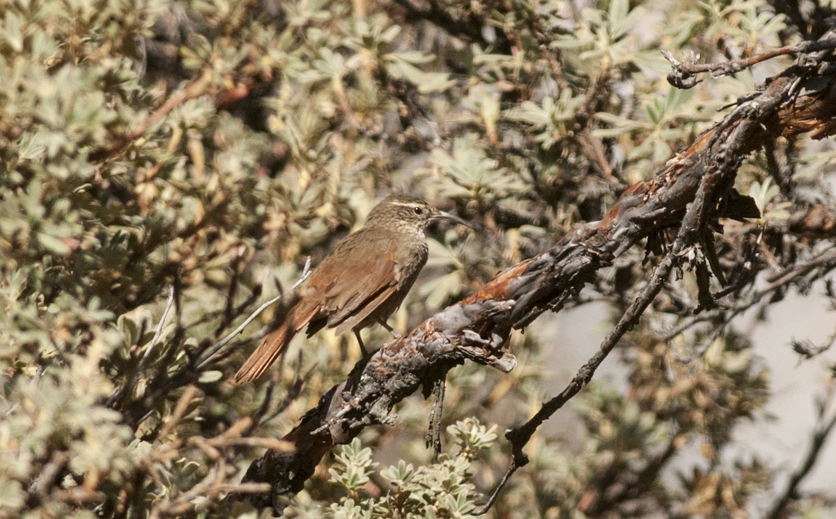 Striated Earthcreeper - ML177594421