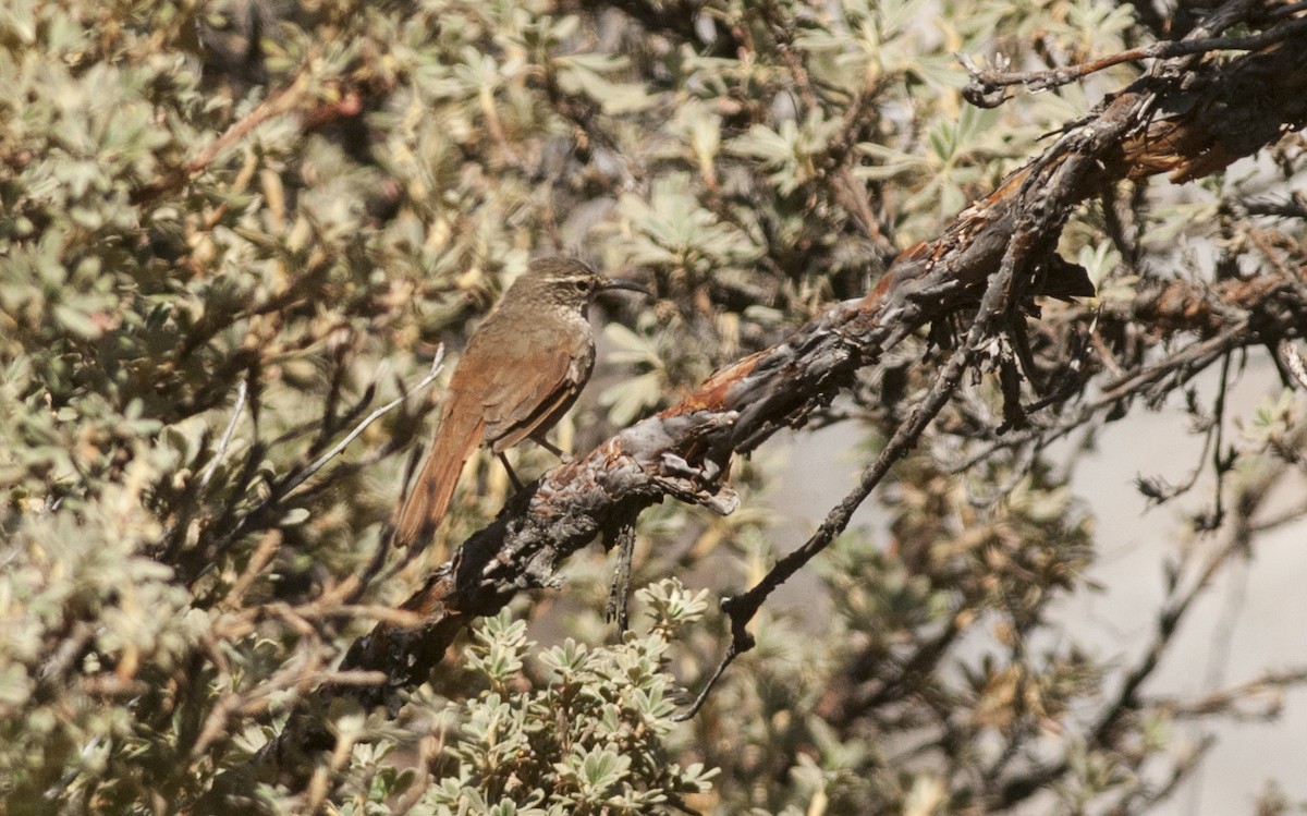 Striated Earthcreeper - ML177594431