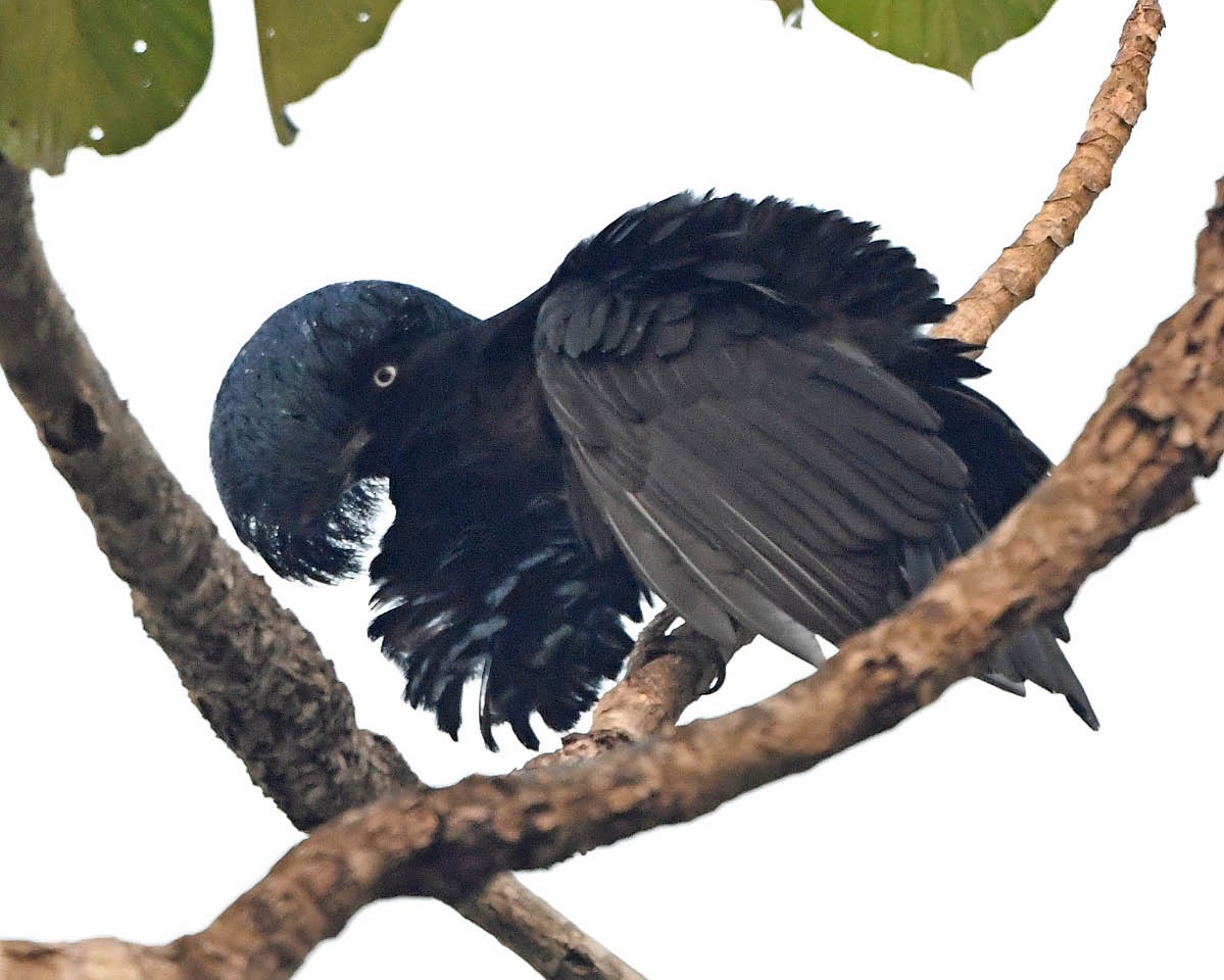 Амазонская зонтичная птица - ML177594581