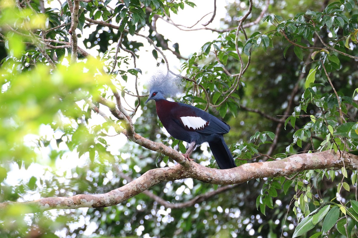 Sclater's Crowned-Pigeon - Oscar Campbell