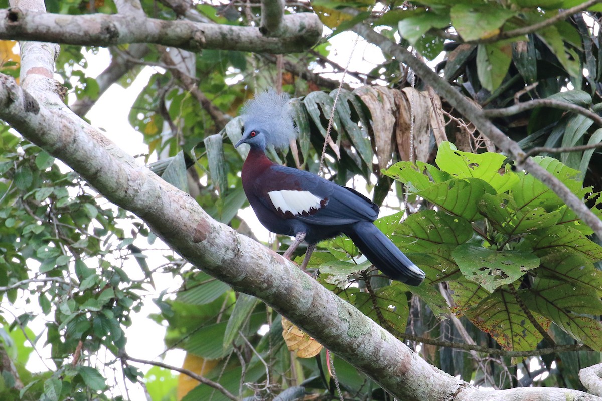 Sclater's Crowned-Pigeon - Oscar Campbell