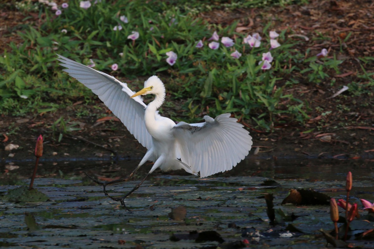 Plumed Egret - ML177595971