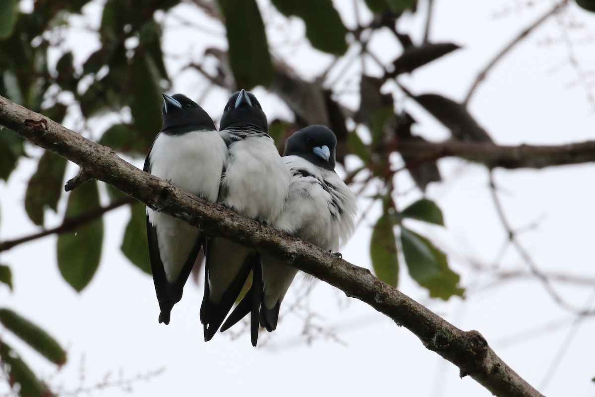 Great Woodswallow - ML177597731