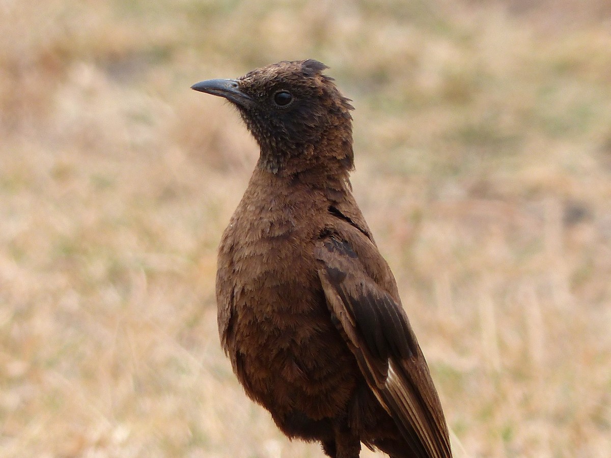 Northern Anteater-Chat - bob butler