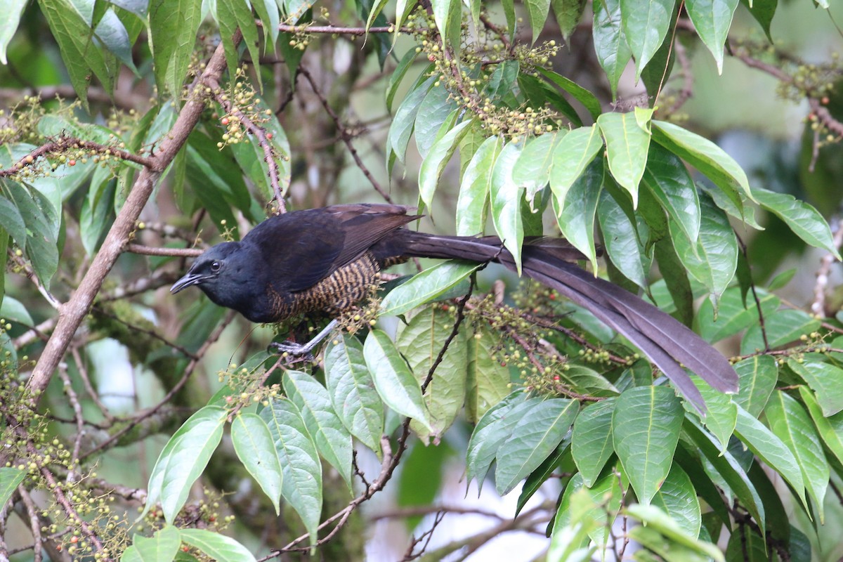 Ribbon-tailed Astrapia - ML177598781