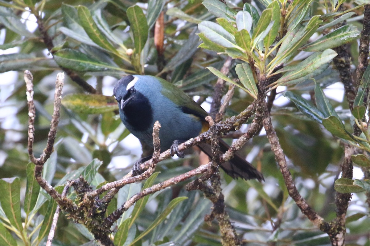 Eastern Crested Berrypecker - ML177598901