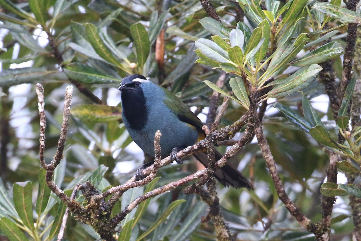 Eastern Crested Berrypecker - Oscar Campbell