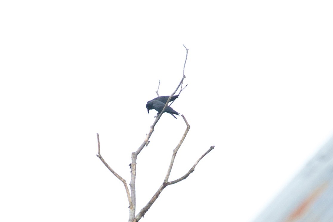 Slender-billed Crow - ML177599171