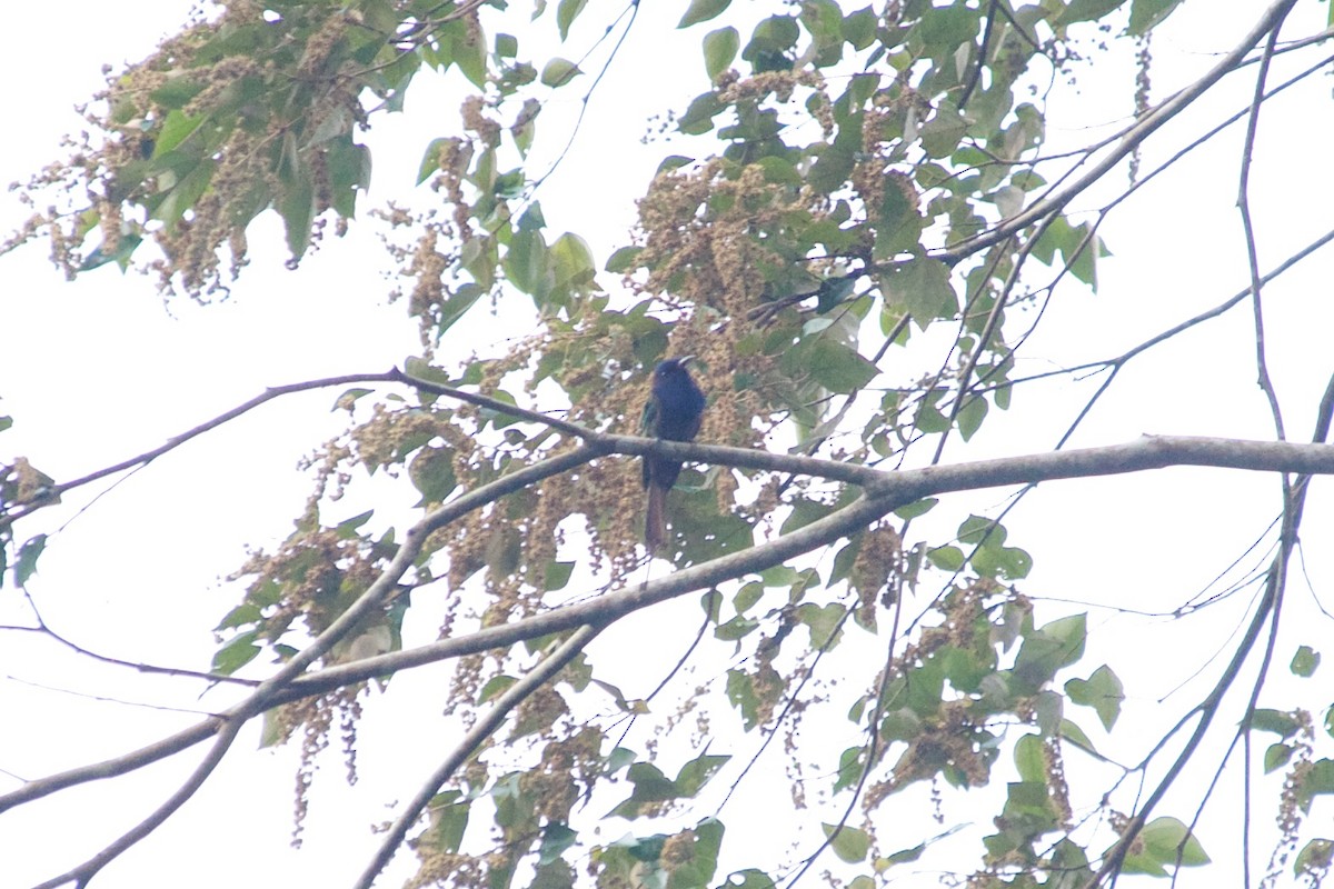 Purple-bearded Bee-eater - ML177599261