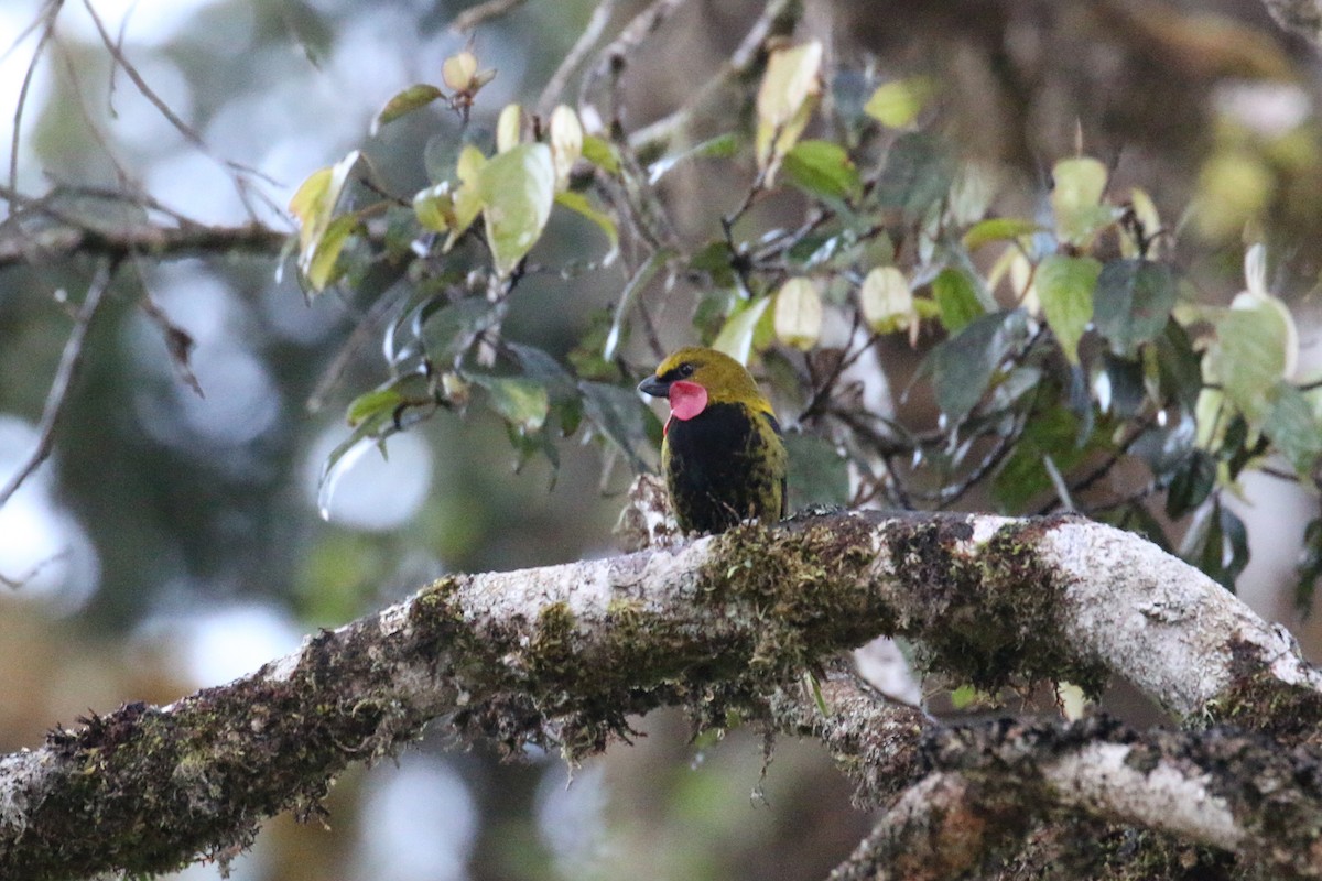 Wattled Ploughbill - ML177599301