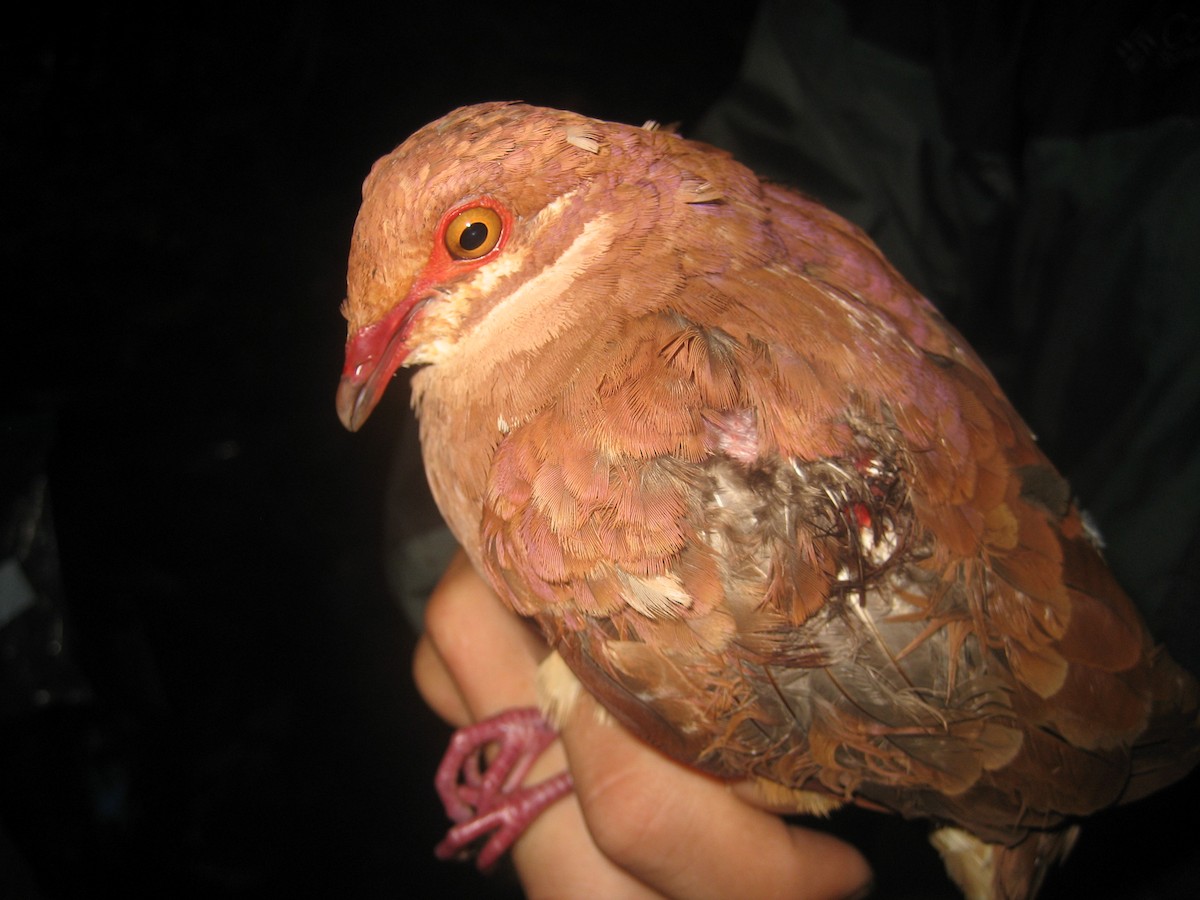 Ruddy Quail-Dove - ML177599571