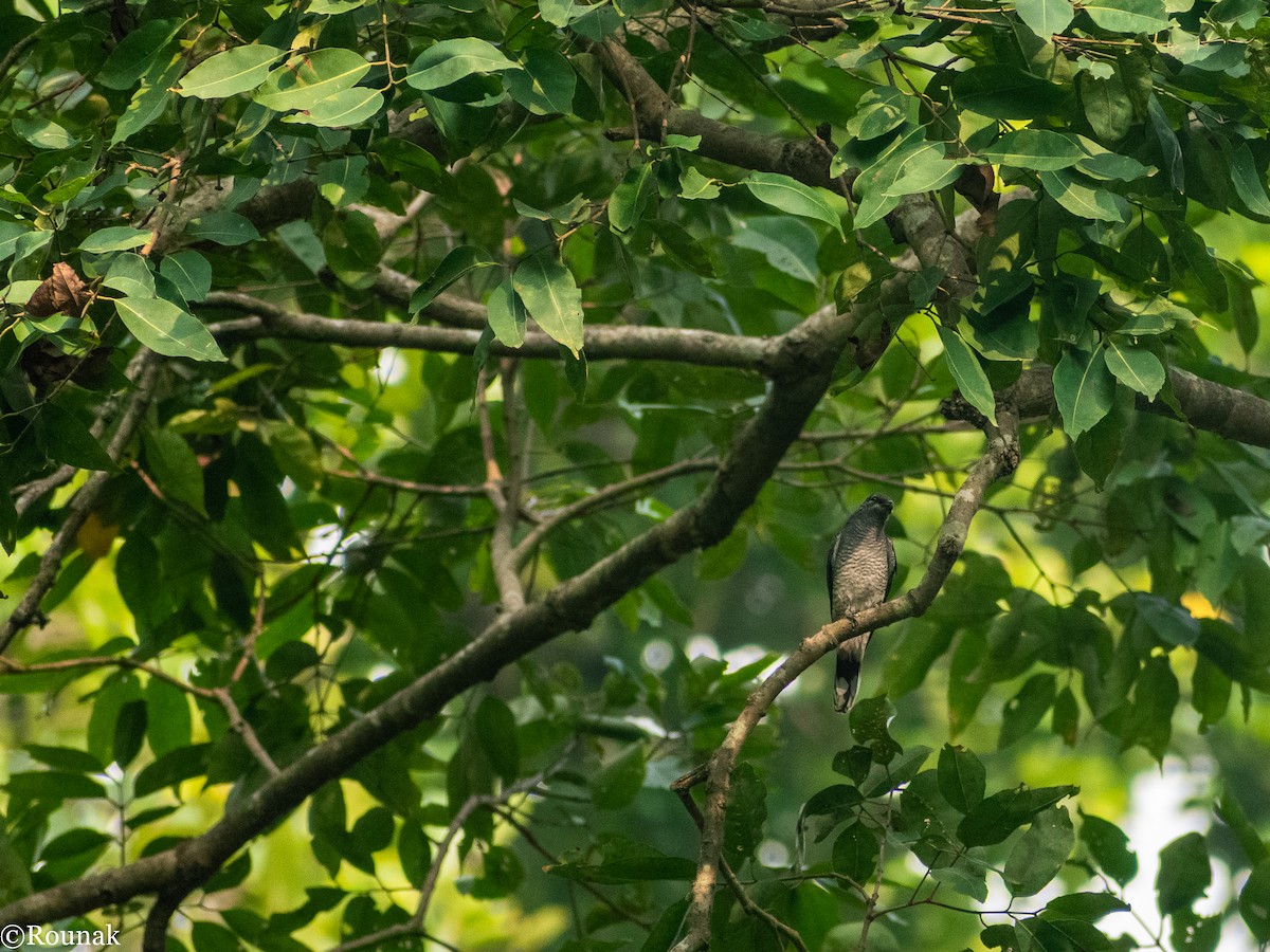 Black-headed Cuckooshrike - ML177599721