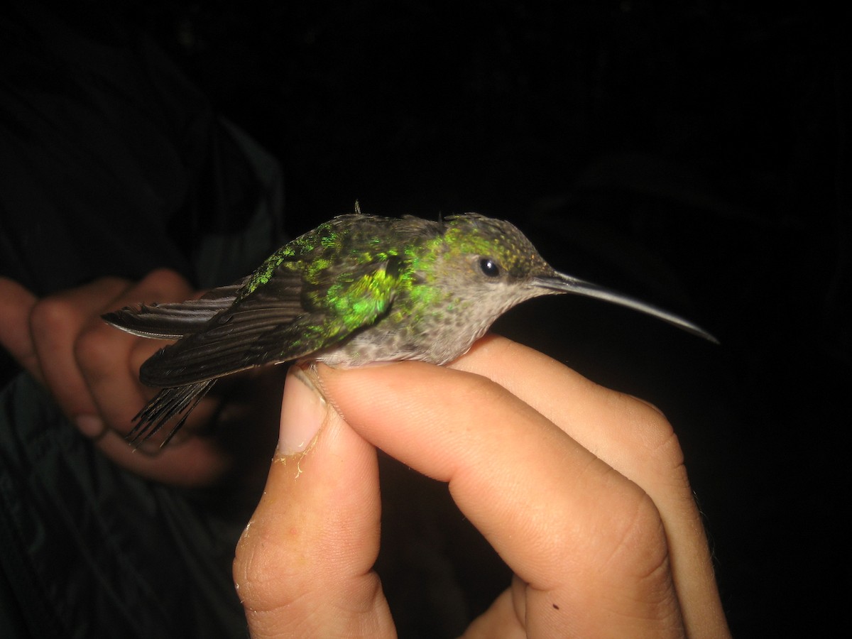 kolibřík bělořitý - ML177599851