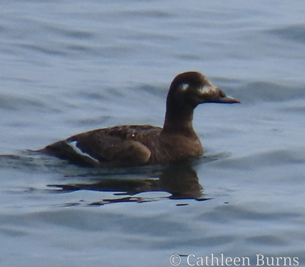 White-winged Scoter - Cathleen Burns