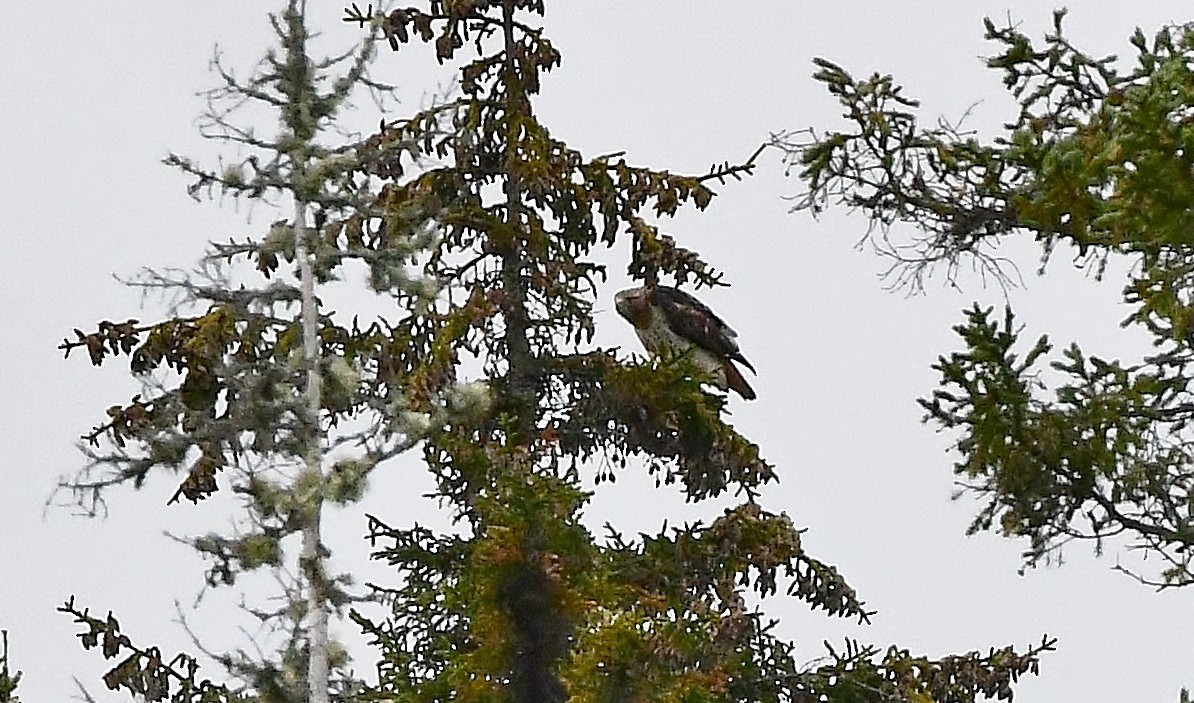 Red-tailed Hawk - ML177601531