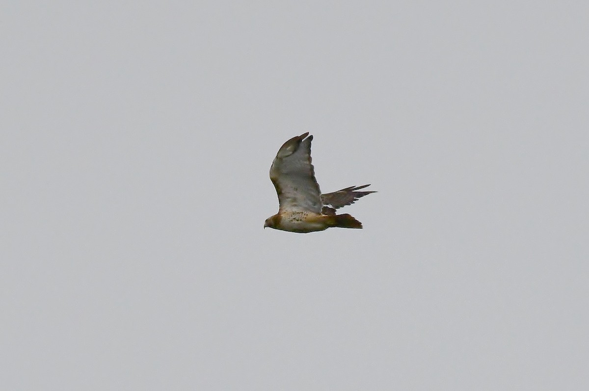 Red-tailed Hawk - ML177601541