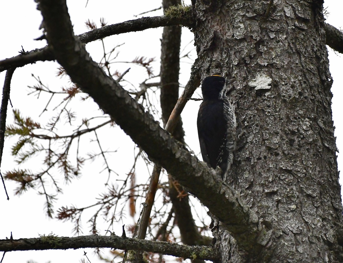 Black-backed Woodpecker - ML177601601