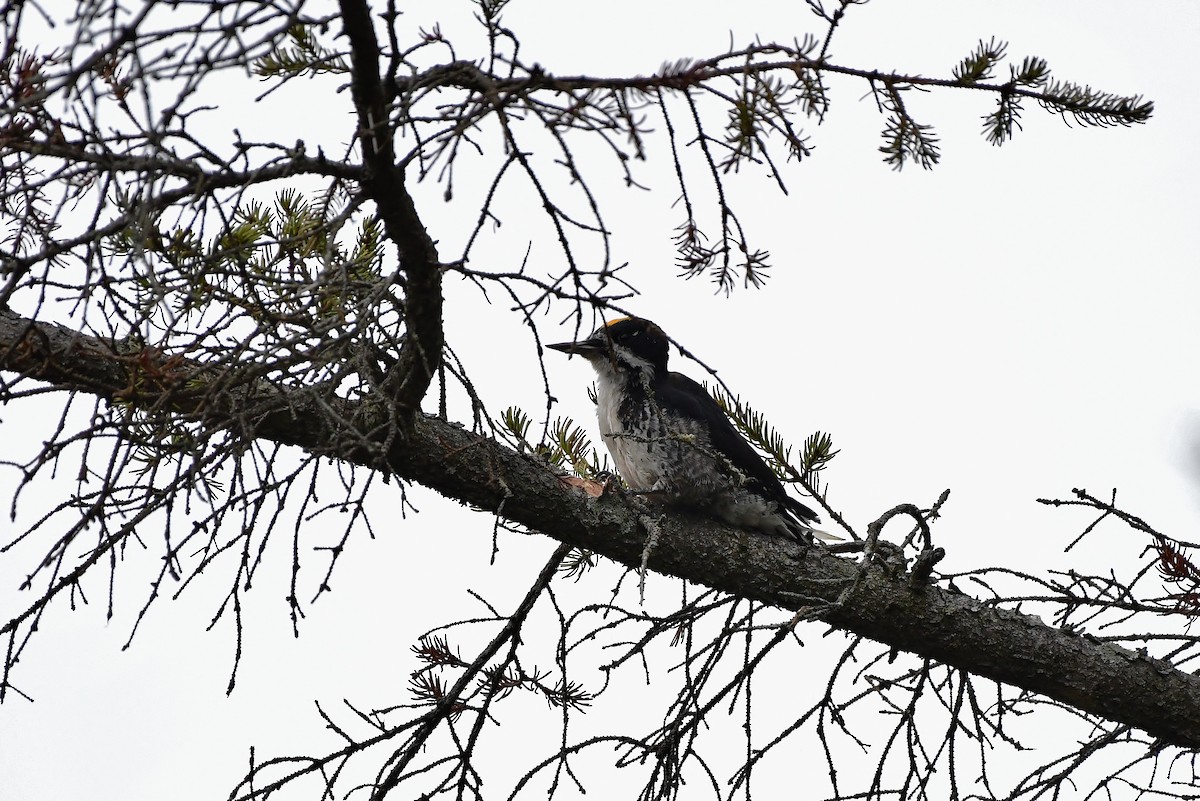 Black-backed Woodpecker - thomas berriman