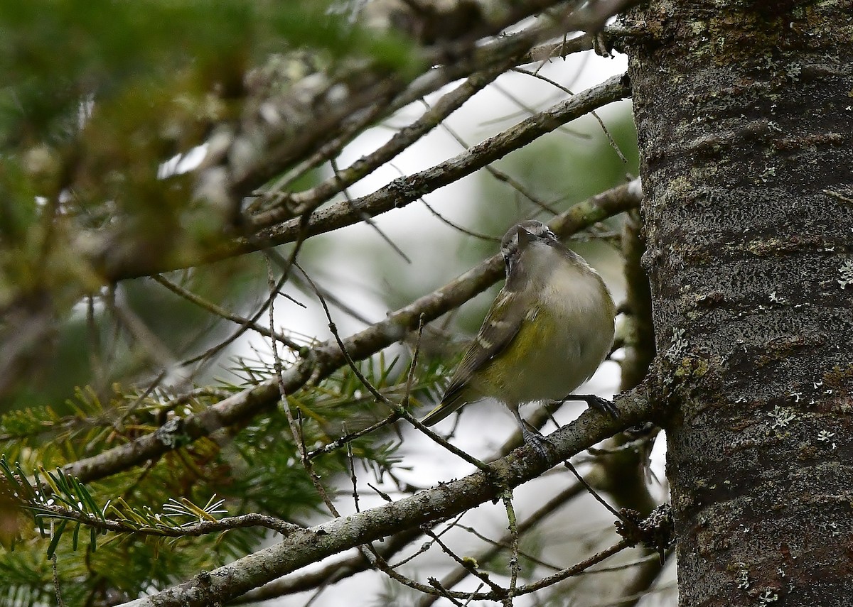 Blue-headed Vireo - ML177601721