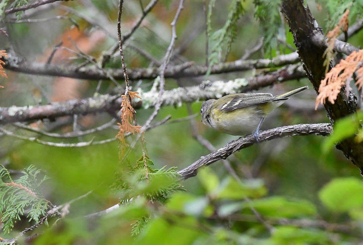 Blue-headed Vireo - ML177601731