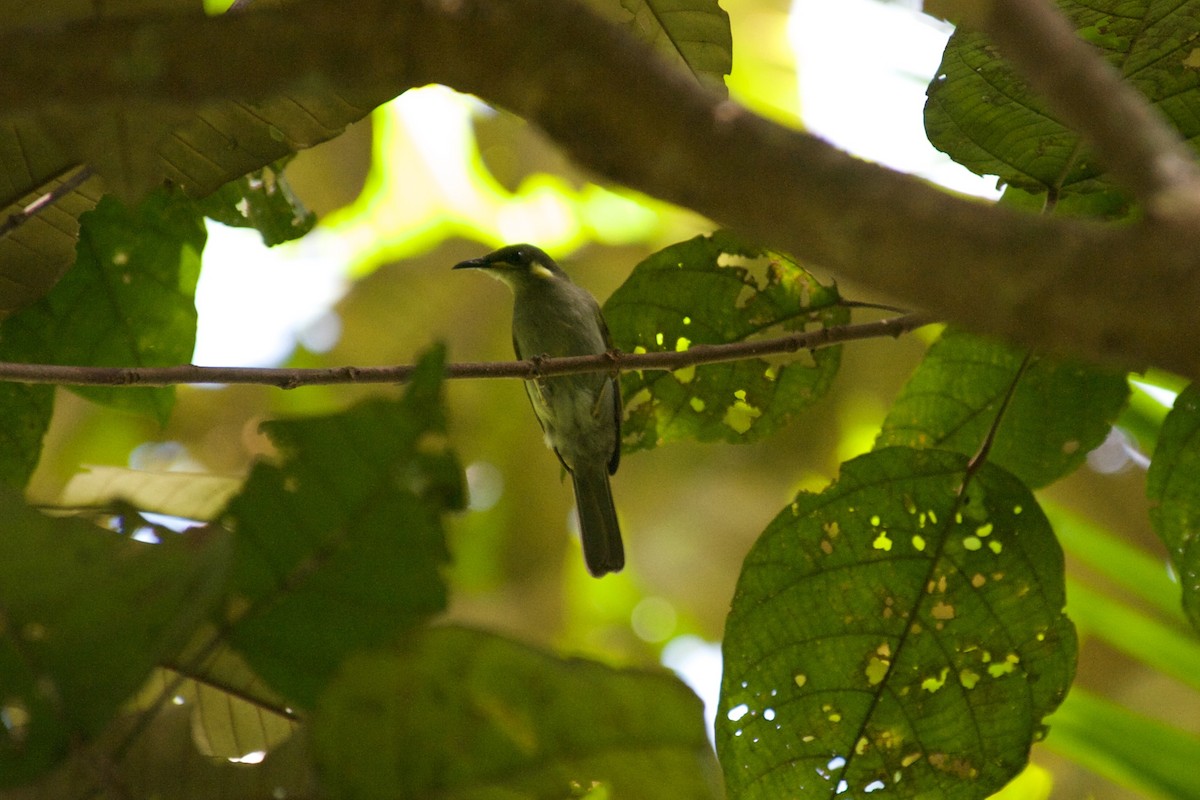 Mimic Honeyeater - ML177602181