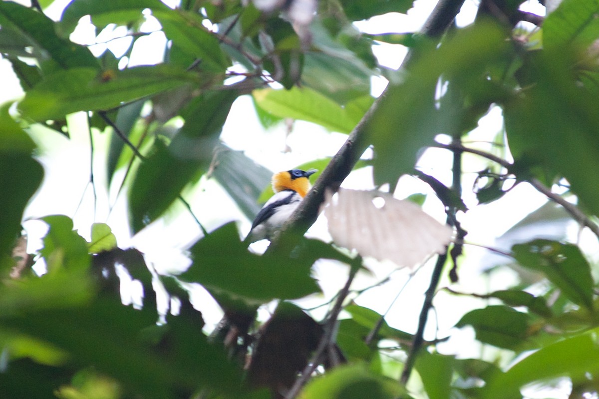 Ochre-collared Monarch - ML177602391