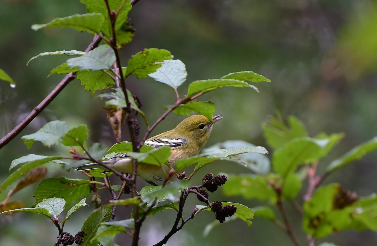 Bay-breasted Warbler - ML177602431