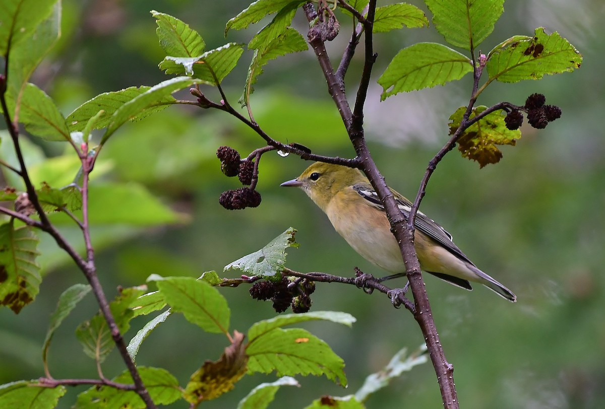Bay-breasted Warbler - ML177602451