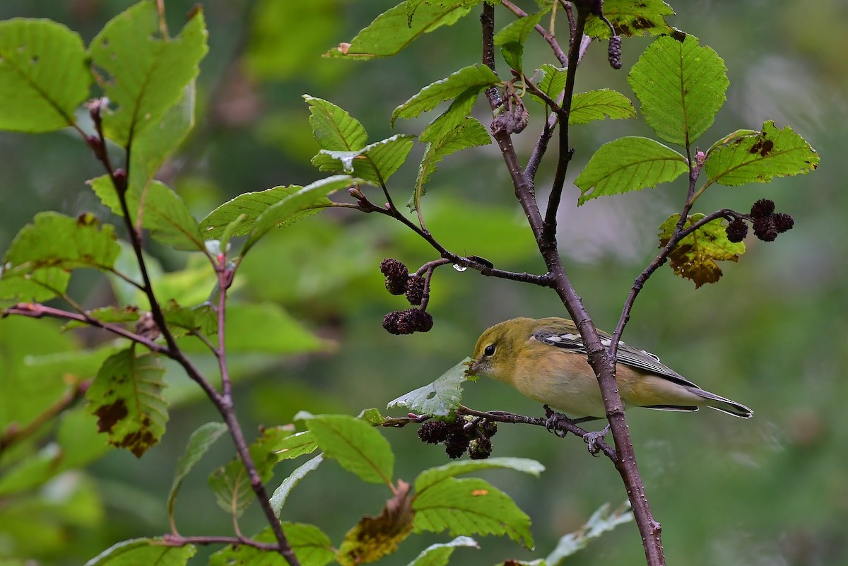 Bay-breasted Warbler - ML177602471