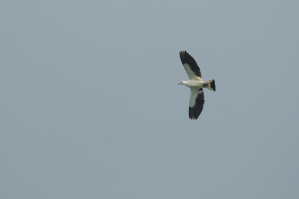 Pied Imperial-Pigeon - Alex Berryman