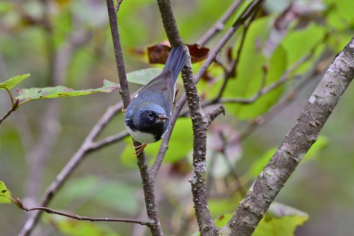 Black-throated Blue Warbler - ML177602681