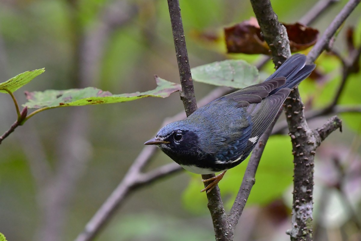 Black-throated Blue Warbler - ML177602741