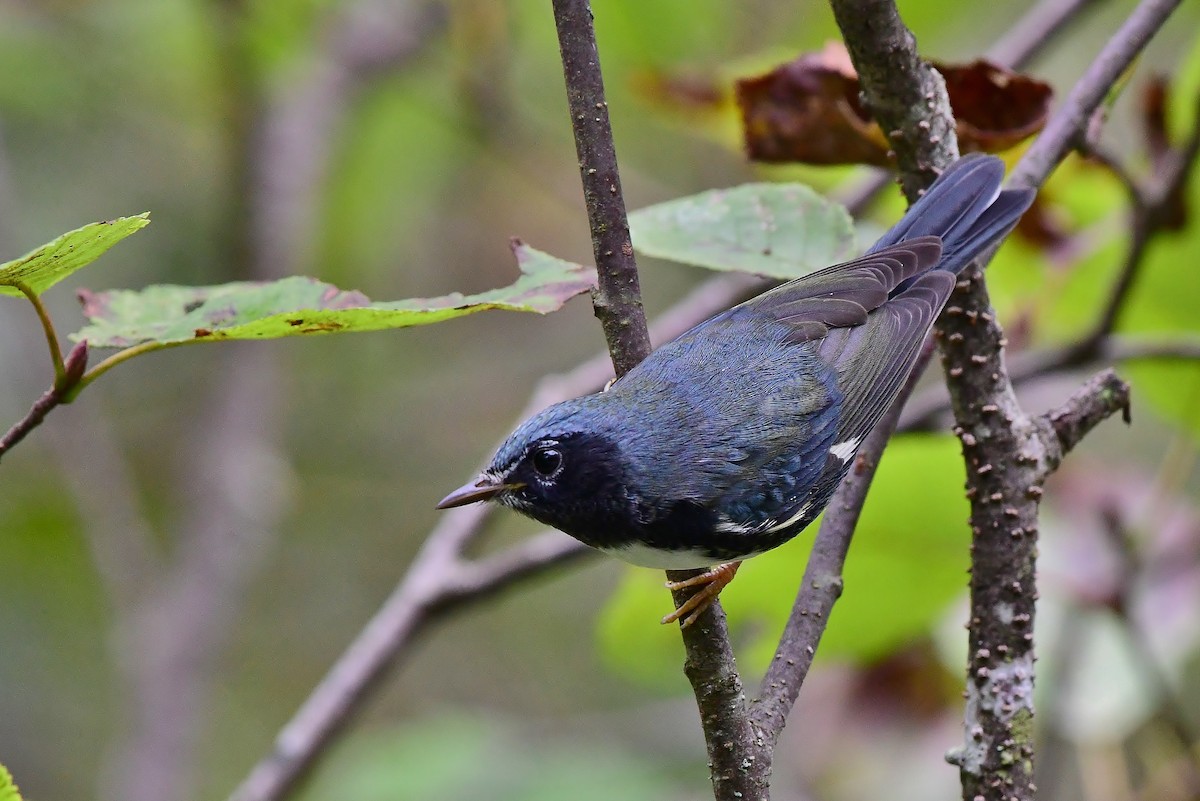 Black-throated Blue Warbler - ML177602771